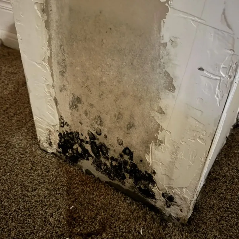 Professional Mold Removal in Lewisville, WA